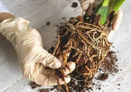 افضل مبيدات اعفان الجذور