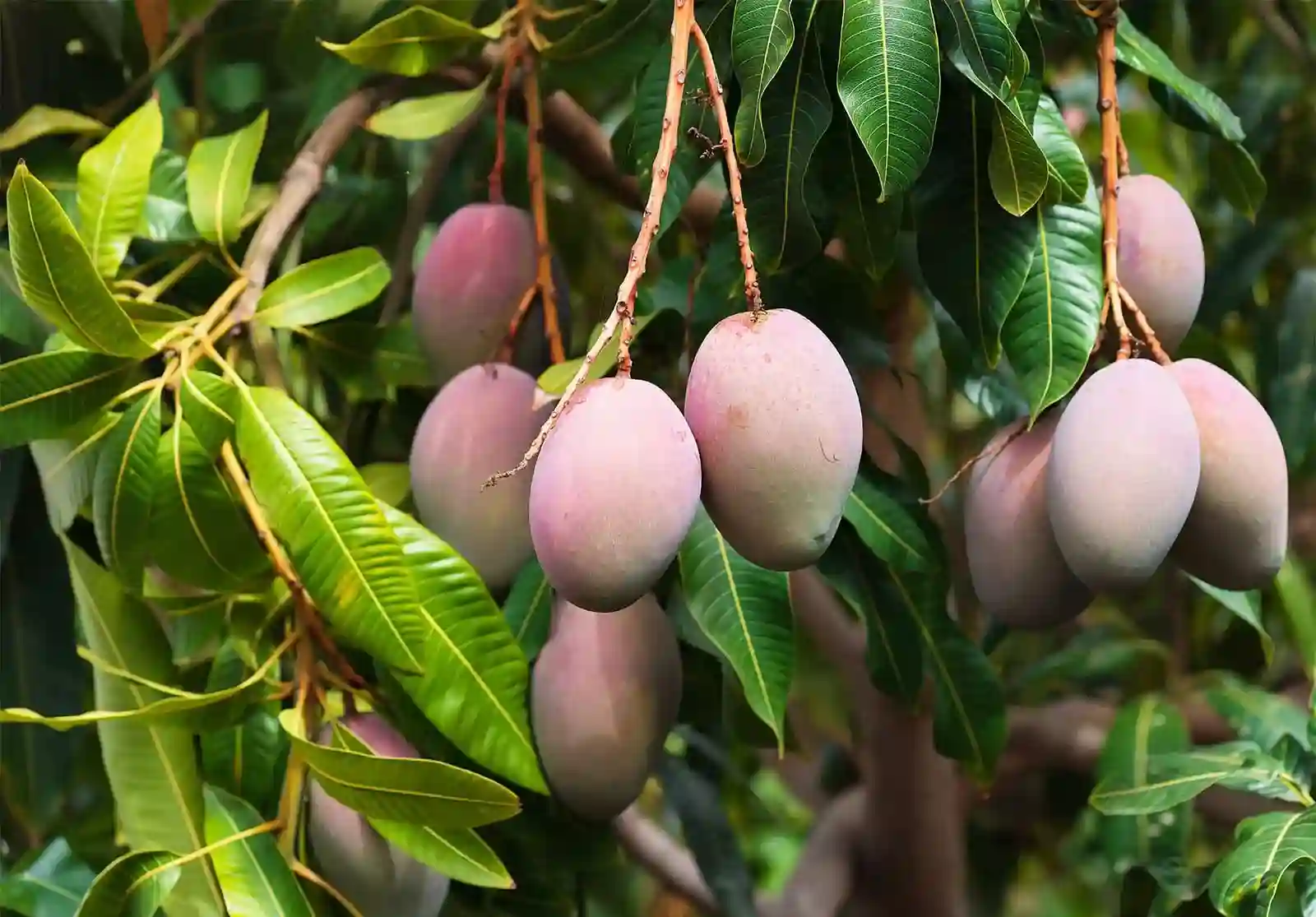 برنامج تسميد المانجو