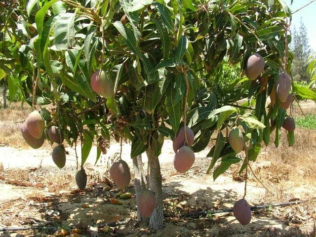 برنامج تسميد المانجو بالعناصر الصغرى 